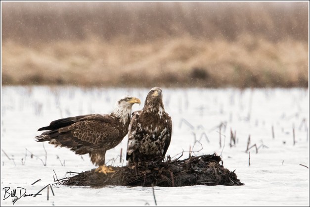 Bald Eagles - 4 yr and 2 yr
