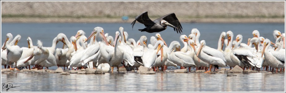 Brown Pelican - 6A1A7149