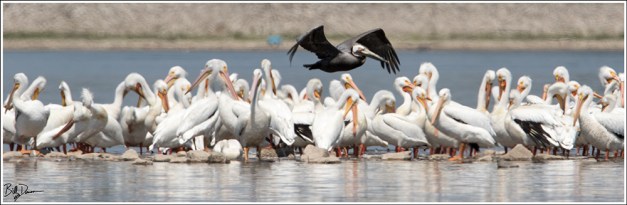 Brown Pelican - 6A1A7149
