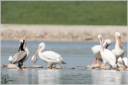 Brown Pelican - Preening