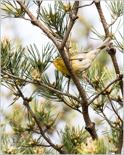 Pine Warbler