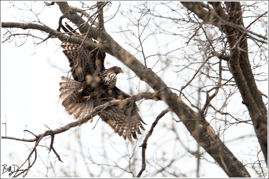 Red-tailed "Harlan's" Hawk