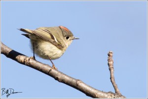 Ruby-crowned Kinglet