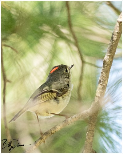 Ruby-crowned Kinglet