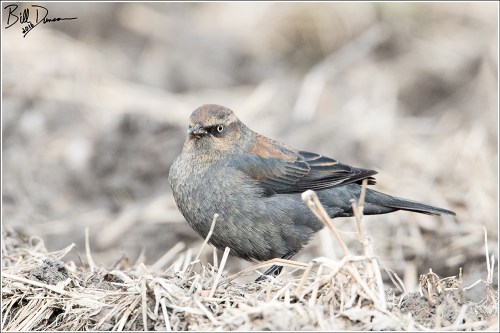 Rusty Blackbird - Female