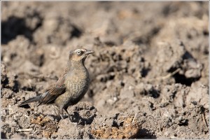 Rusty Blackbird - Female
