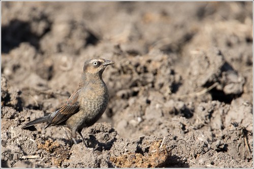 Rusty Blackbird - Female