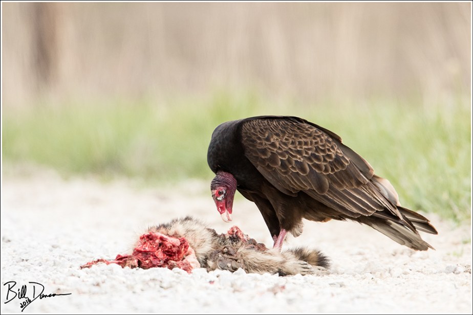 Turkey Vulture Feeding