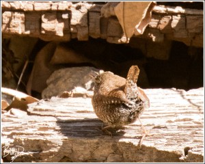 Winter Wren Tail