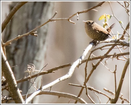 Winter Wren