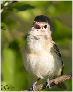 Bell's Vireo - 6A1A1234