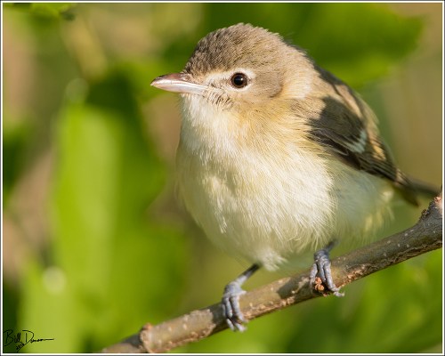 Bell's Vireo - Riverlands Migratory Bird Sanctuary, Missouri