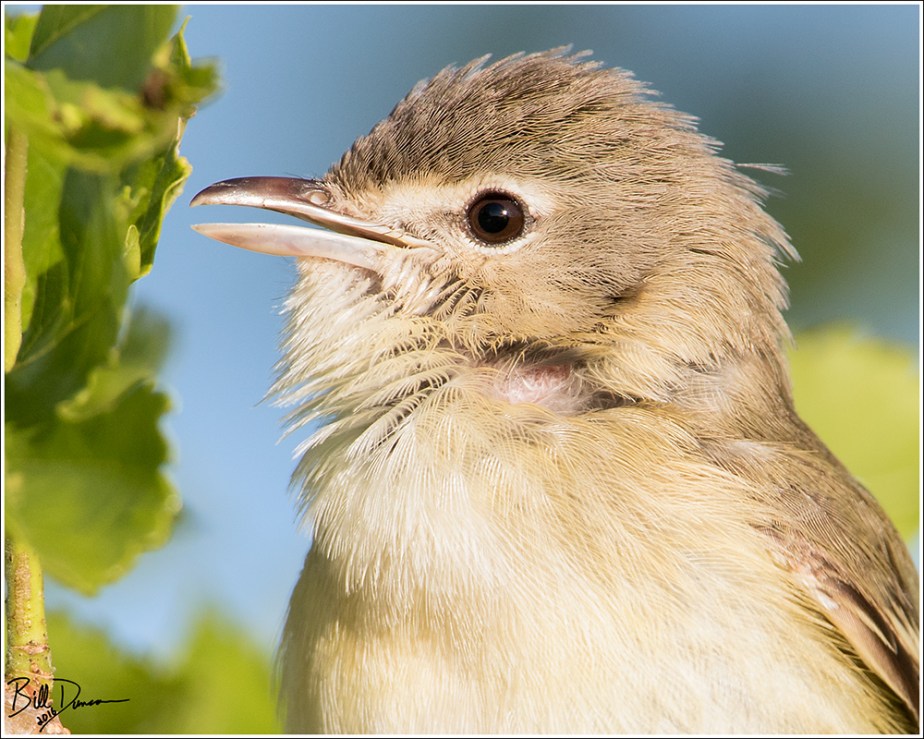 Bell's Vireo - Riverlands Migratory Bird Sanctuary, Missouri