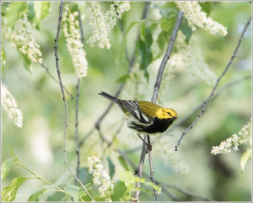 Black-throated Green Warbler