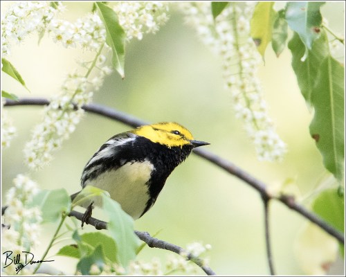 Black-throated Green Warbler - 6A1A6816