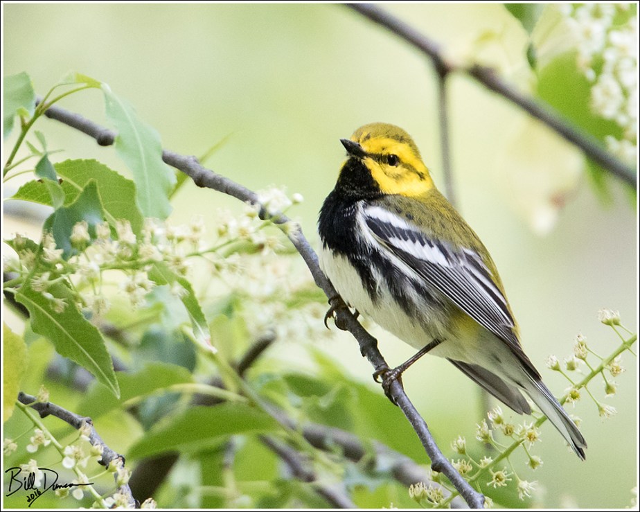 Black-throated Green Warbler