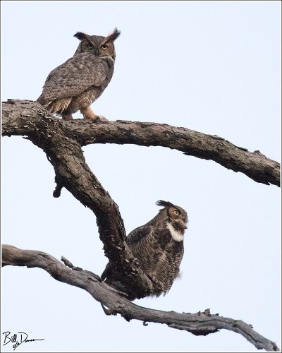 Great-horned Owl - 520A4284