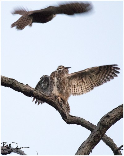 Great-horned Owl - 520A4301