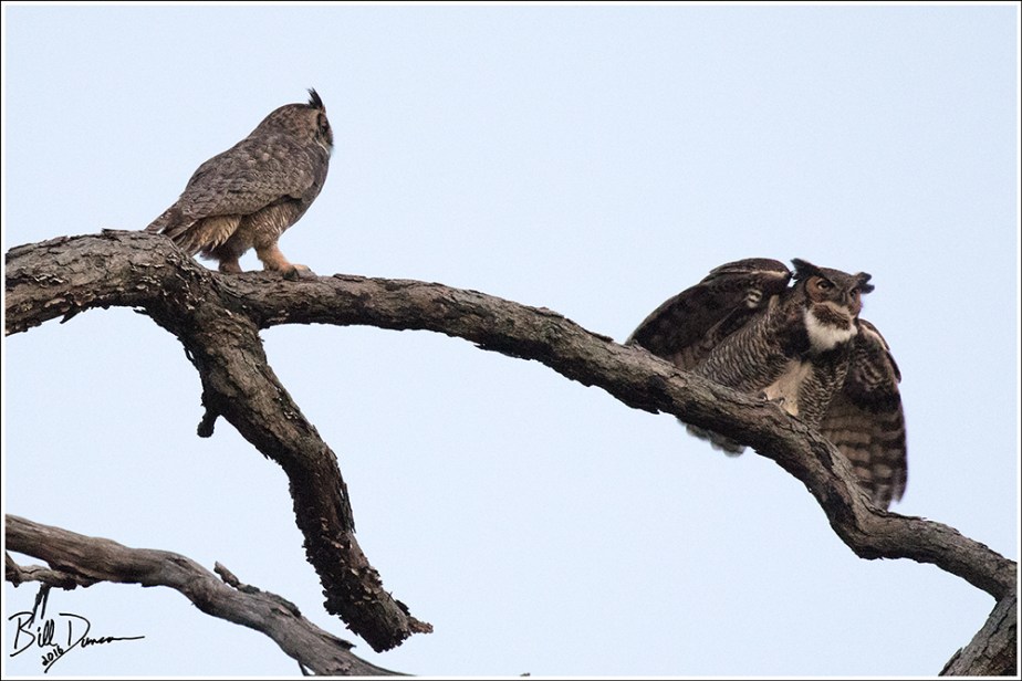 Great-horned Owl Pair - Wild Acres Park, MO