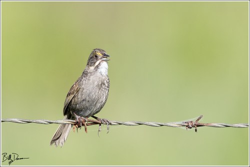 Seaside Sparrow - Anahuac NWR