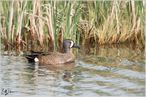 Blue-winged Teal - 6A1A8844