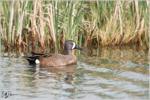 Blue-winged Teal - 6A1A8844