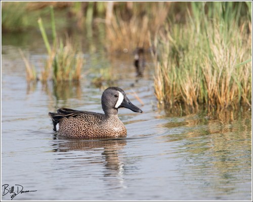 Blue-winged Teal - 6A1A8856