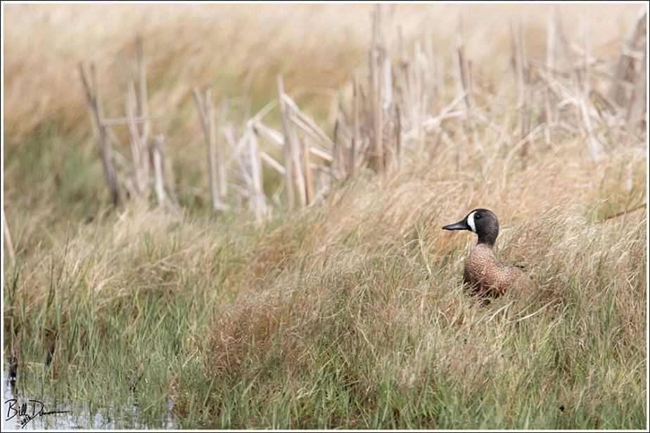 Blue-winged Teal - Quivira NWR, Kansas