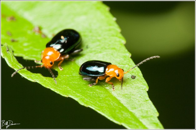 Shiny Flea Beetle - Chrysomelidae - Asphaera lustrans, Shaw Nature Reserve, MO