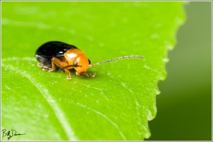 IMG_6343 - Shiny Flea Beetle - Chrysomelidae - Asphaera lustrans