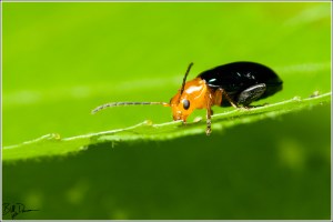 IMG_6358 - Shiny Flea Beetle - Chrysomelidae - Asphaera lustrans