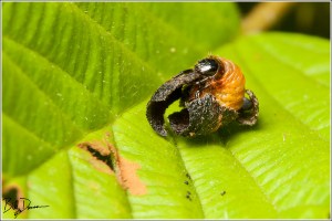 Warty Leaf Beetle - Chrysomelidae - Neochlamisus gibbosus