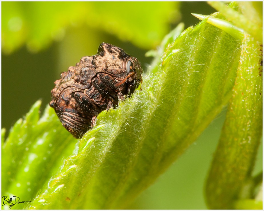 Warty Leaf Beetle - Chrysomelidae - Neochlamisus gibbosus. Adult hotographed at Shaw Nature Reserve