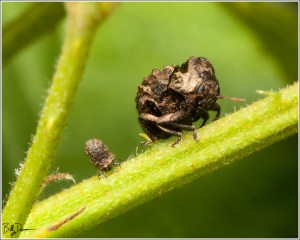 Warty Leaf Beetle - Chrysomelidae - Neochlamisus gibbosus