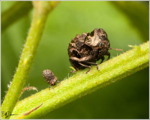 Warty Leaf Beetle - Chrysomelidae - Neochlamisus gibbosus