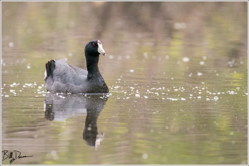 American Coot - Mingo Wilderness