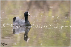 American Coot - Mingo Wilderness
