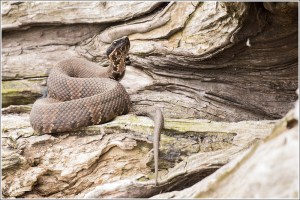 cottonmouth-520a9462