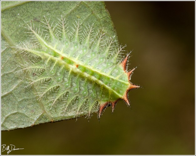 Crowned Slug -Limacodidae - Isa textula (4681)