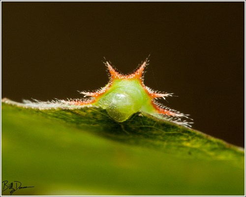 crowned-slug-limacodidae-isa-textula-4681-img_8339