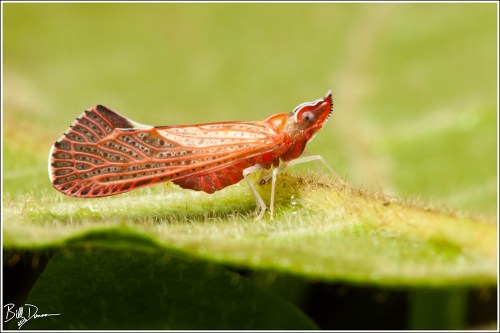 derbid-planthopper-derbidae-apache-degeerii-img_7308