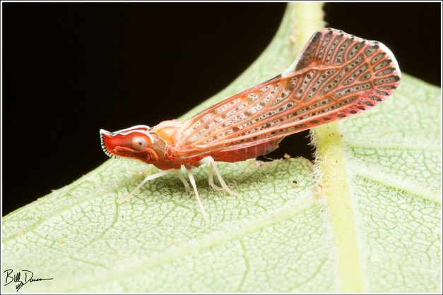 Derbid Planthopper - Derbidae Apache Degeerii