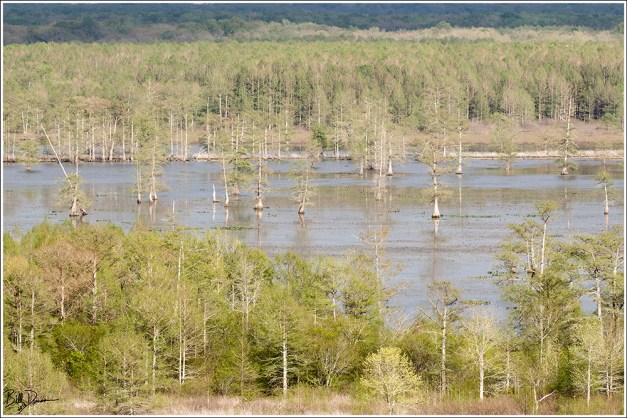 Mingo - Monopoly Marsh