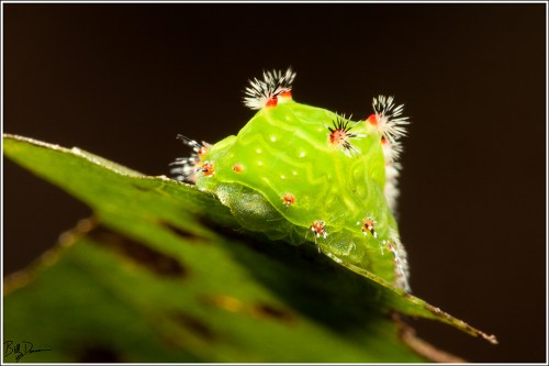 nasans-slug-limacodidae-natada-nasoni-4679-img_8286