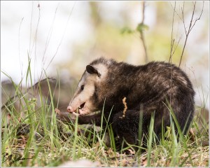 Virginia Opossum - Mingo NWR