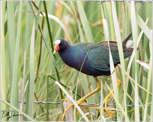 Purple Gallinule - Rallidae - Porphyrio martinica. Anahuac NWR, TX.