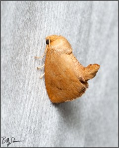 red-crossed-button-slug-limacodidae-tortricidia-pallida-4653-img_7119
