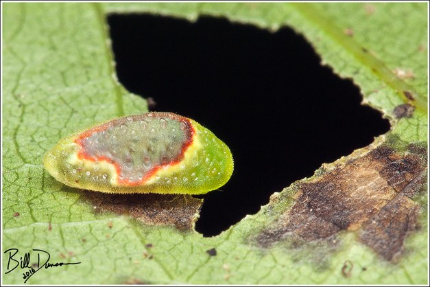 Red-crossed Button Slug - Limacodidae - Tortricidia-pallida (4653), Millstream Gardens Conservation Area, MO