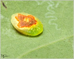 red-crossed-button-slug-limacodidae-tortricidia-pallida-4653-img_8265