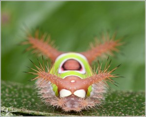 saddleback-limacodidae-acharia-stimulea-4700-img_7395